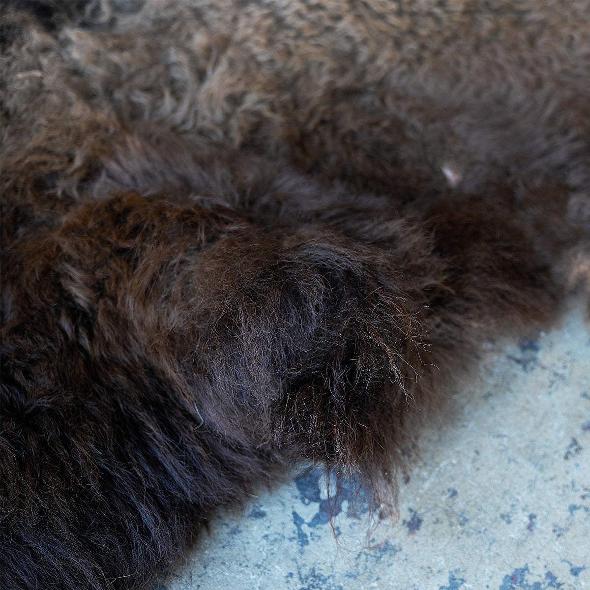 American Bison Rug