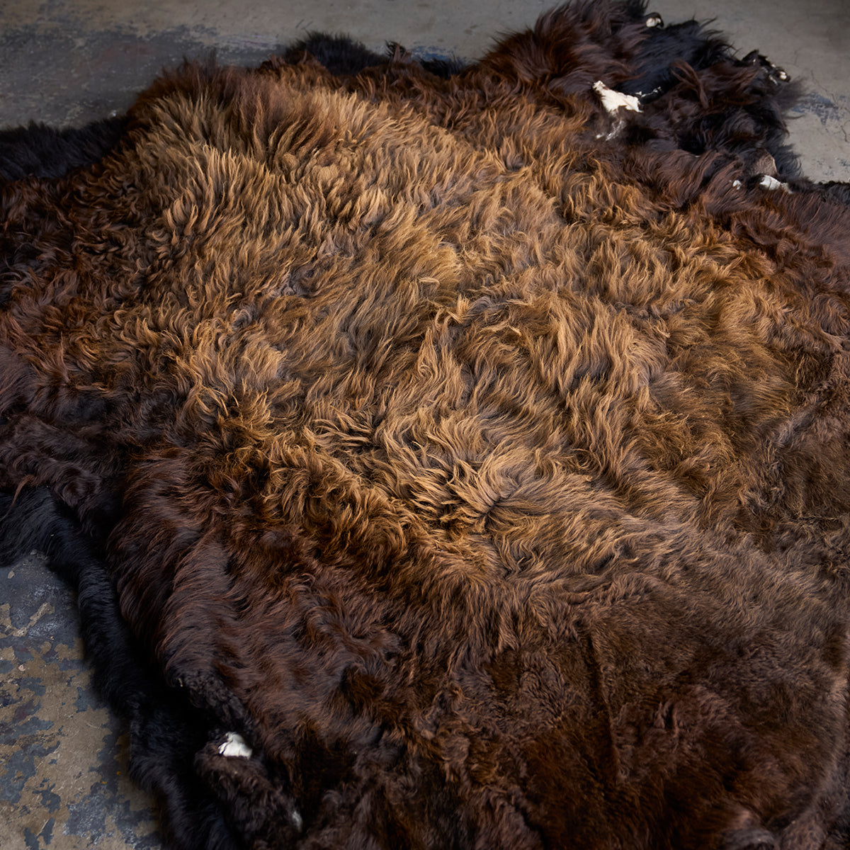 American Bison Rug | Grade-A Han